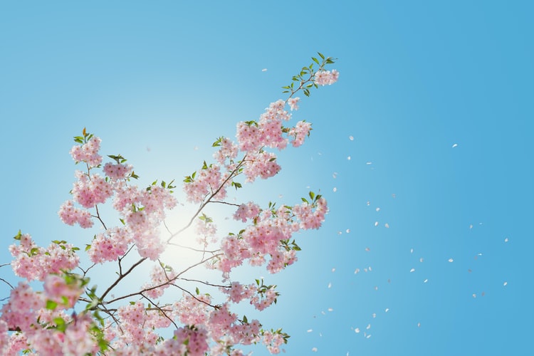 桜の効果の画像
