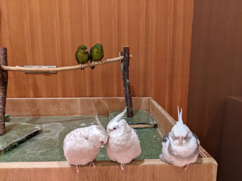 Moff animal Cafe （モフアニマルカフェ）ららぽーと福岡店でたくさんの動物と触れ合い体験！