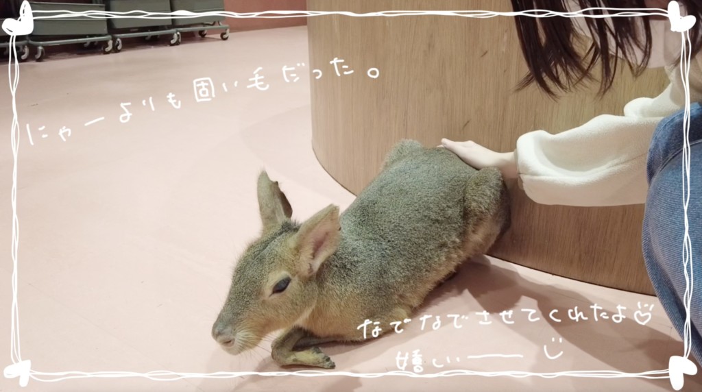 Moff animal Cafe （モフアニマルカフェ）ららぽーと福岡店でたくさんの動物と触れ合い体験！