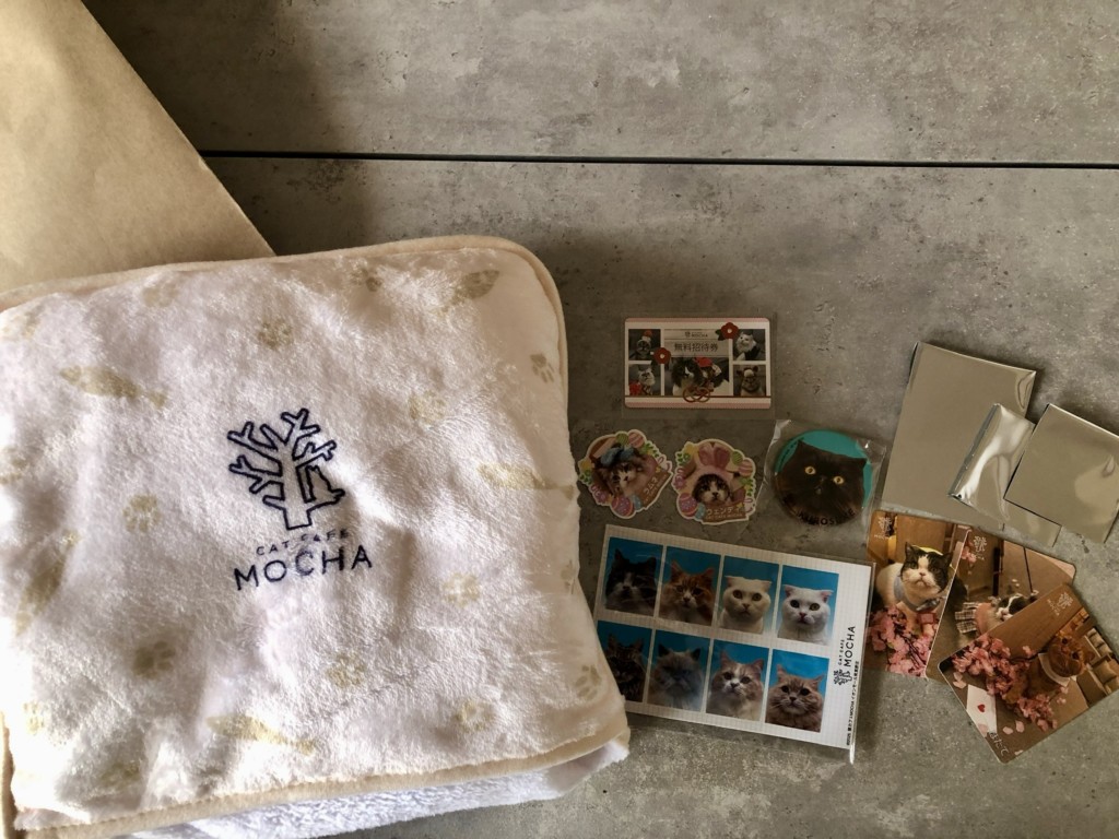 【2026年】猫カフェMOCHAは1月7日まで販売中！なくなり次第終了だから急いで