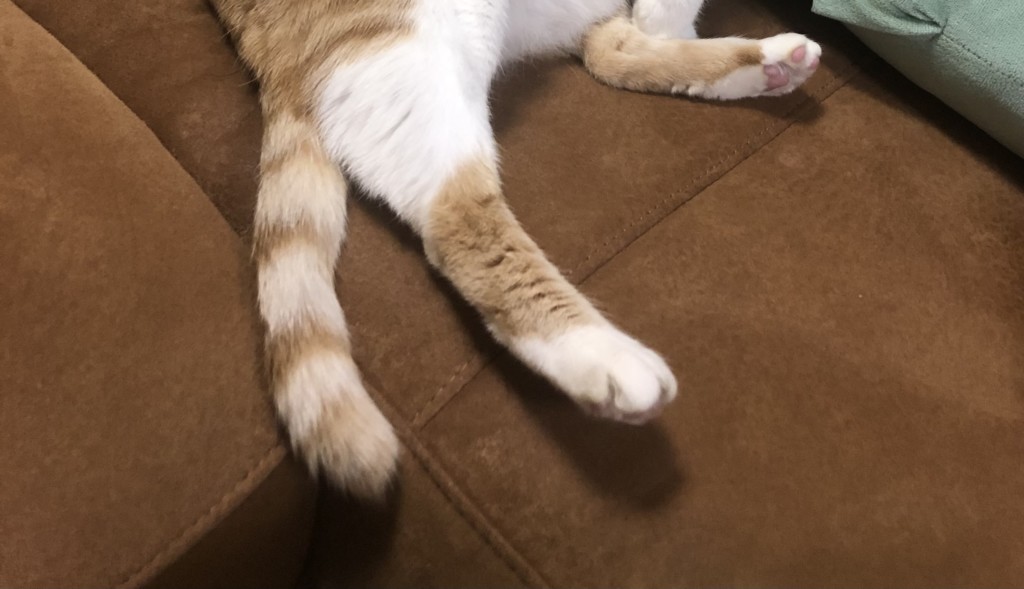 ファミマ新作「しっぽみたいなキャラメルクリームサンド」を開封